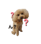 看板犬クッキー2（個別スタンプ：11）