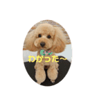看板犬クッキー2（個別スタンプ：13）