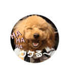 看板犬クッキー2（個別スタンプ：14）