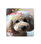 看板犬クッキー2（個別スタンプ：15）