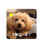 看板犬クッキー2（個別スタンプ：16）