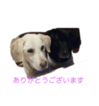 うららとさくら ラブラドール（個別スタンプ：3）
