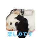 うららとさくら ラブラドール（個別スタンプ：5）