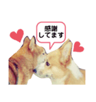 WON WON collection 2（個別スタンプ：12）