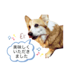 WON WON collection 2（個別スタンプ：13）