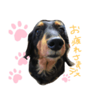 けんちゃんのあいさつシリーズ（個別スタンプ：2）