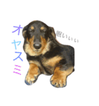 けんちゃんのあいさつシリーズ（個別スタンプ：3）