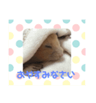 ありがとう！はむさんスタンプ（個別スタンプ：8）