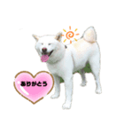 白柴ハク・茶柴大ちゃん（個別スタンプ：1）