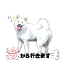 白柴ハク・茶柴大ちゃん（個別スタンプ：5）