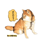 白柴ハク・茶柴大ちゃん（個別スタンプ：6）