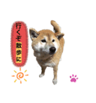 白柴ハク・茶柴大ちゃん（個別スタンプ：8）