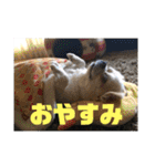 チワワのツナ04（個別スタンプ：1）