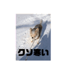 チワワのツナ04（個別スタンプ：2）