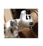 チワワのツナ04（個別スタンプ：6）