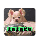 チワワのツナ04（個別スタンプ：7）