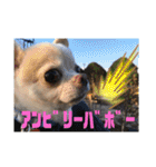 チワワのツナ04（個別スタンプ：11）