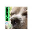 チワワのツナ04（個別スタンプ：14）