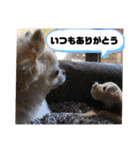 チワワのツナ04（個別スタンプ：17）