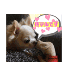 チワワのツナ04（個別スタンプ：18）