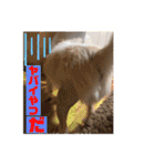 チワワのツナ04（個別スタンプ：20）