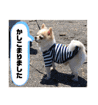チワワのツナ04（個別スタンプ：21）