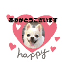 チワワのツナ04（個別スタンプ：29）