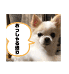 チワワのツナ04（個別スタンプ：33）