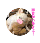チワワのツナ04（個別スタンプ：35）