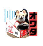 チワワのツナ04（個別スタンプ：37）