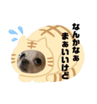 チワワのツナ04（個別スタンプ：38）