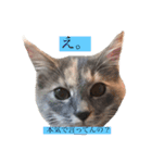 ゆるねこちゃん2020（個別スタンプ：1）
