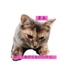 ゆるねこちゃん2020（個別スタンプ：2）