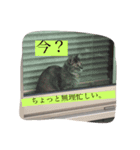 ゆるねこちゃん2020（個別スタンプ：3）