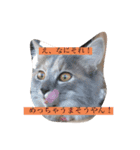 ゆるねこちゃん2020（個別スタンプ：4）