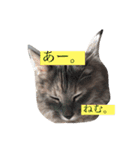 ゆるねこちゃん2020（個別スタンプ：5）