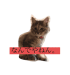 ゆるねこちゃん2020（個別スタンプ：8）