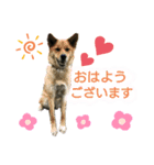 ドッグハウスR（個別スタンプ：2）