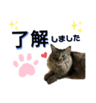 ドッグハウスR（個別スタンプ：7）