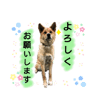 ドッグハウスR（個別スタンプ：8）