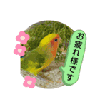 kawafamily22（個別スタンプ：11）