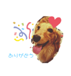わんわんの日常1（個別スタンプ：3）