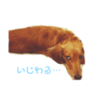 わんわんの日常1（個別スタンプ：5）
