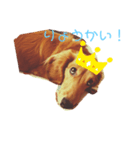 わんわんの日常1（個別スタンプ：6）
