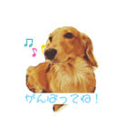わんわんの日常1（個別スタンプ：7）
