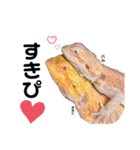 フトアゴヒゲトカゲのきなこ❤（個別スタンプ：8）