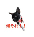 ボンギャビ6（個別スタンプ：2）