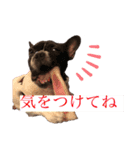 ボンギャビ6（個別スタンプ：11）
