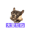 ボンギャビ6（個別スタンプ：13）