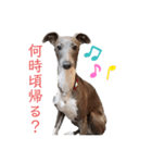 イッヌと。2（個別スタンプ：11）